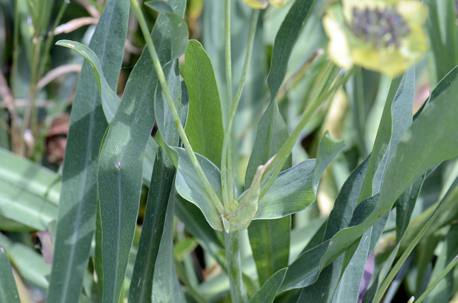 Bupleurum stellatum / Bupleuro stellato